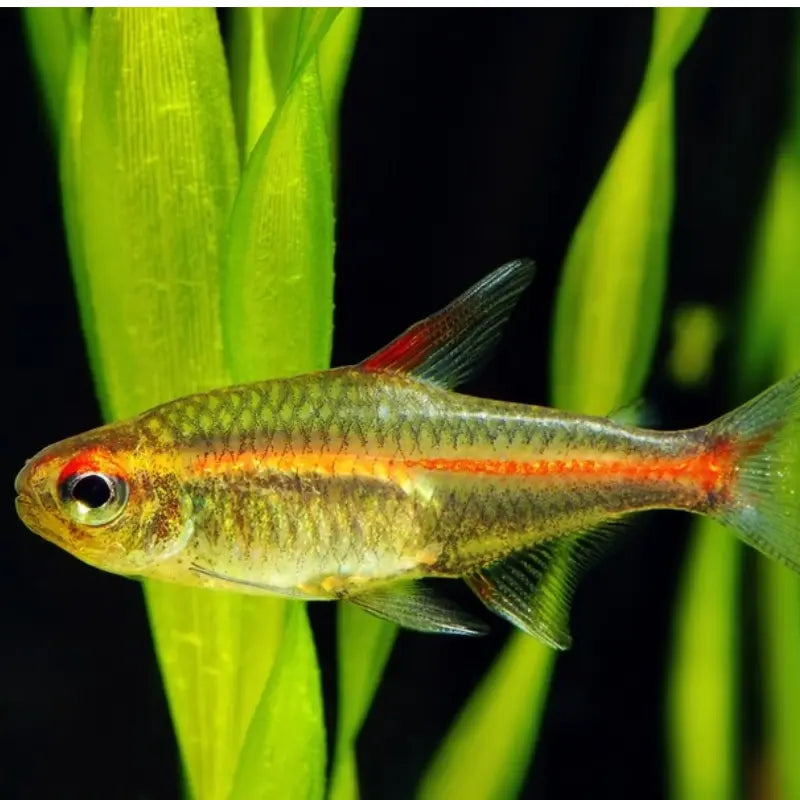 Glowlight tetra Dee's Aqualife