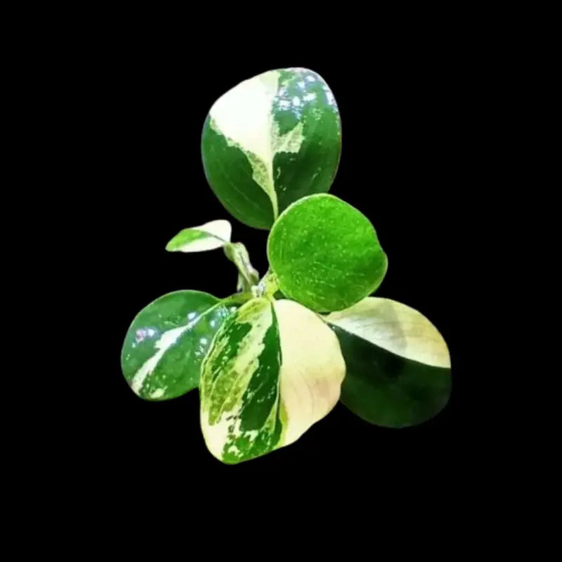Anubias Panda White | Rare Variegated Aquatic Plant - Buy Online