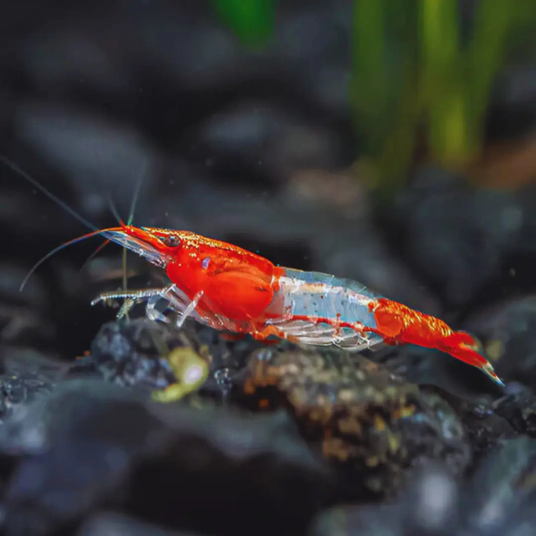 Red Rili Dee's Aqualife