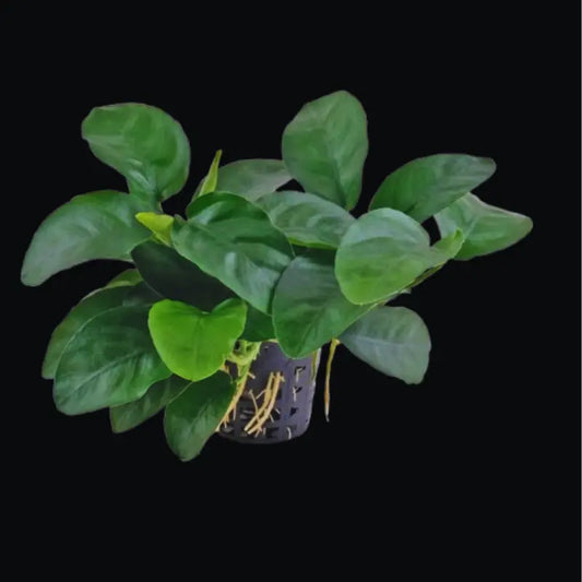 Anubias nana Long Wavy