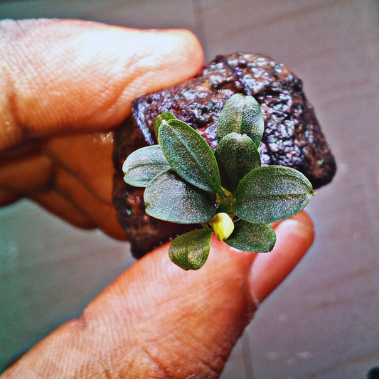Bucephalandra Mini Blue WetRootz