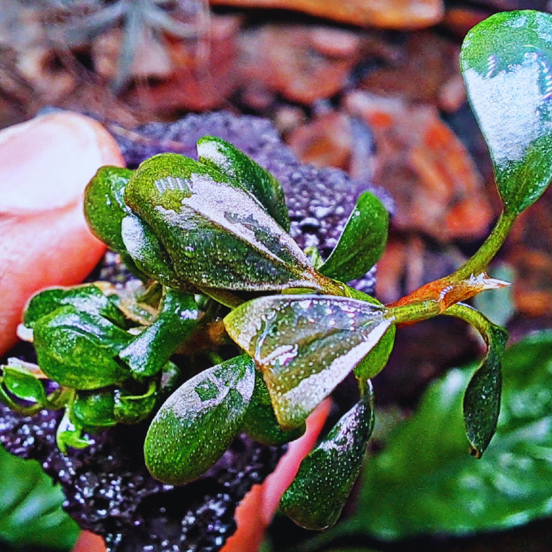Bucephalandra Brownie Ghost WetRootz