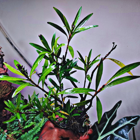 Mi Nuong (Homonoia riparia) WetRootz