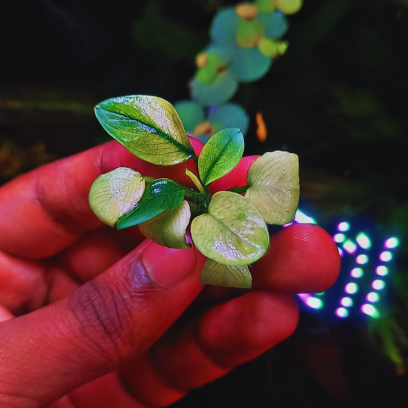 Anubias Panda white (斑入りパンダホワイト アヌビアス ) Anubias Panda White | Rare Variegated Aquatic Plant - Buy Online