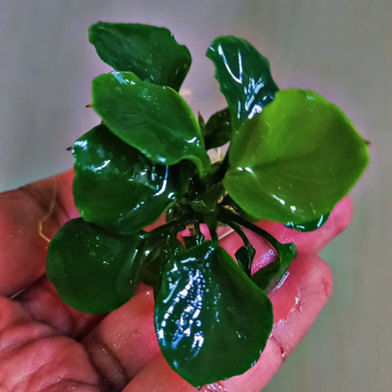 Anubias barteri var. nana coin Leaf