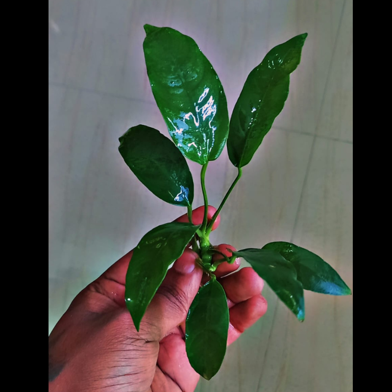 Anubias Lanceolata