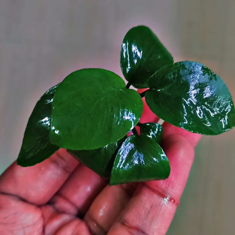 Anubias Butterfly
