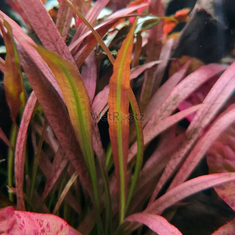 Cryptocoryne spiralis Red - WetRootz
