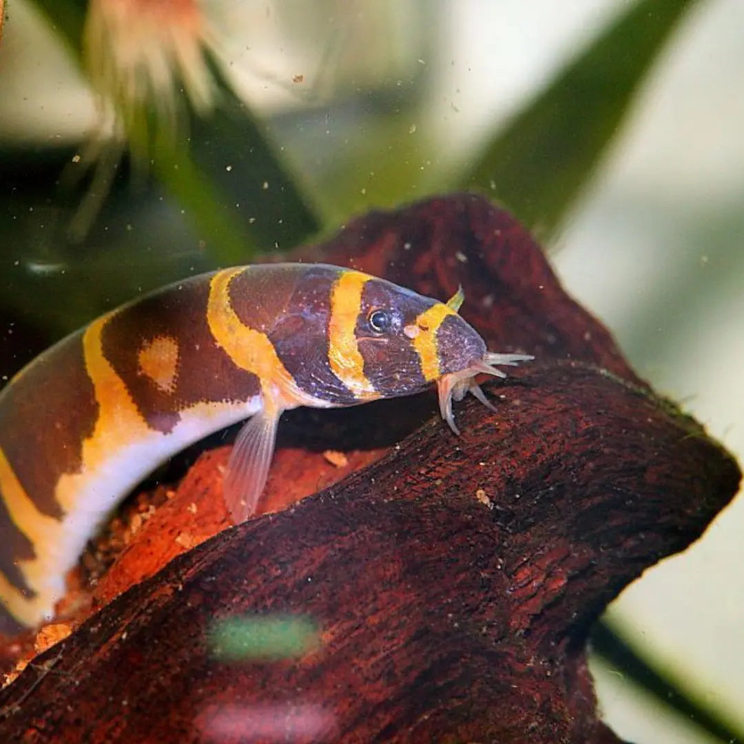Kuhli loach Dee's Aqualife
