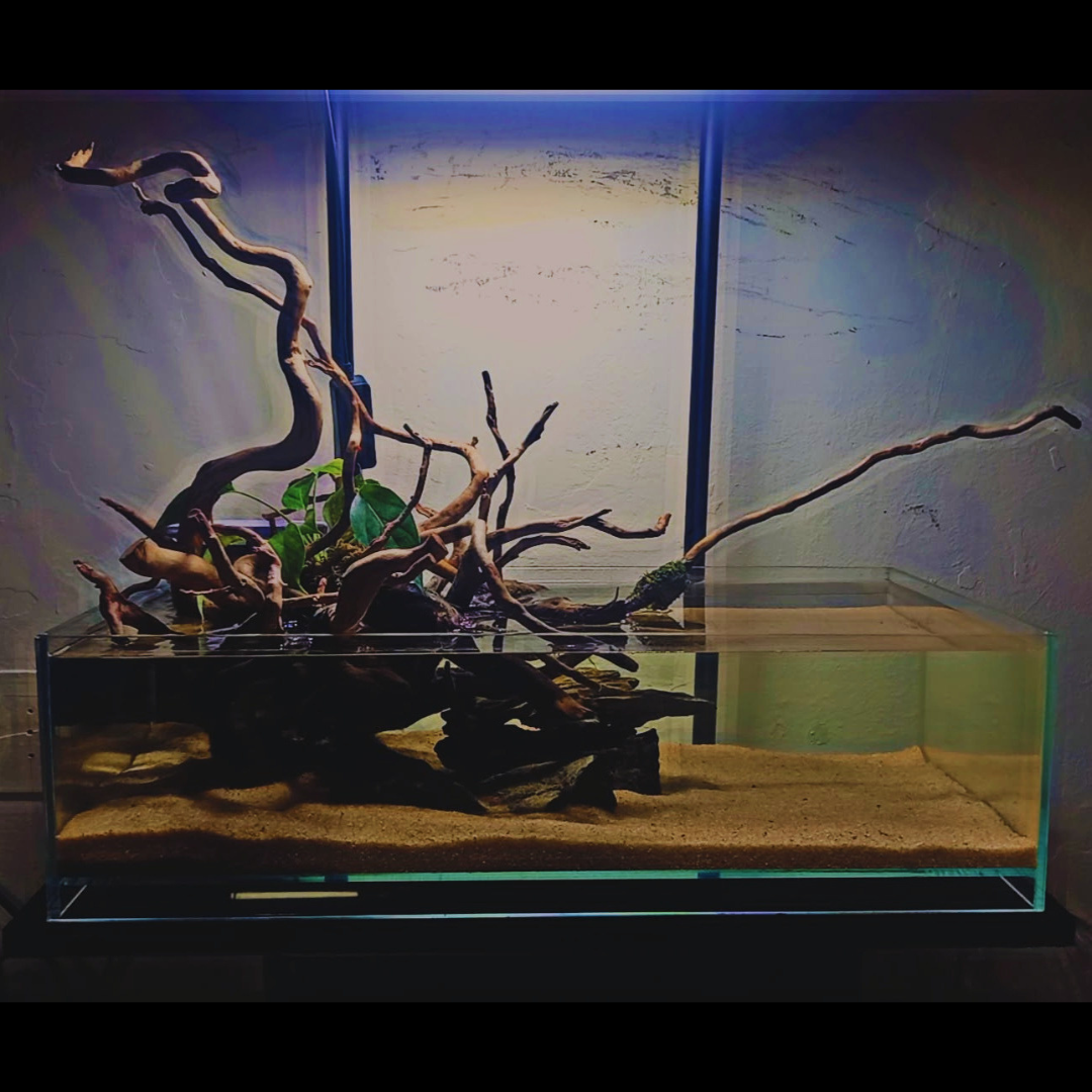 Premium Shallow Tank Setup WetRootz