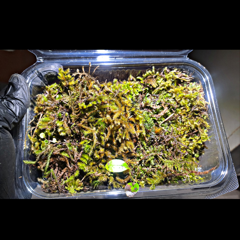 Mixed Moss WetRootz