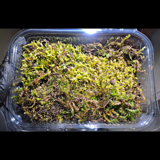 Mixed Moss WetRootz