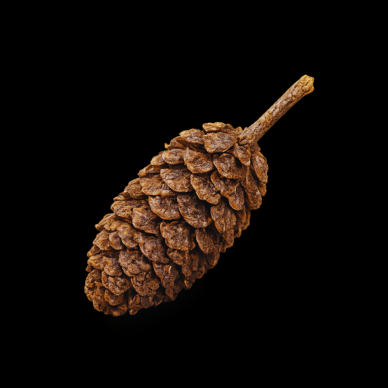 Alder cones WetRootz