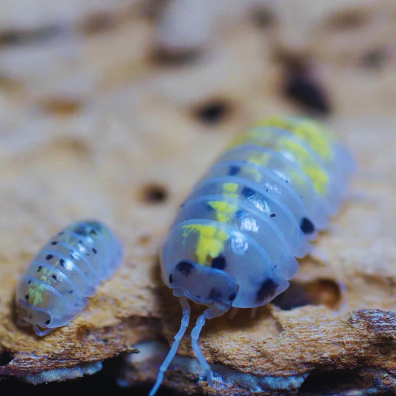 Armadillidium vulgare - Magic Potion WetRootz