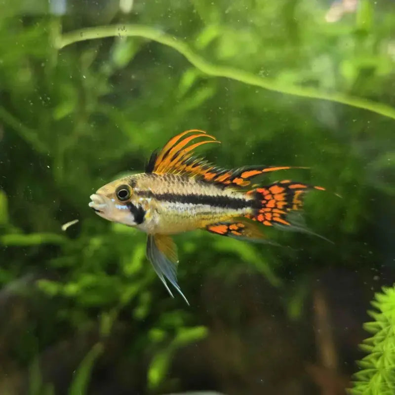apistogramma cacatuoides double red