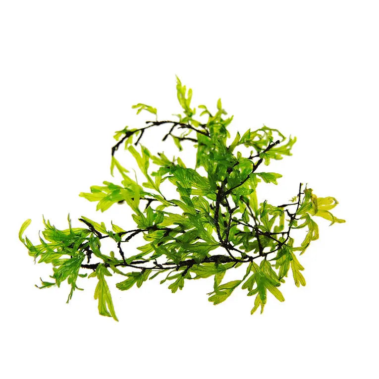 Crepidomanes Malabaricum WetRootz