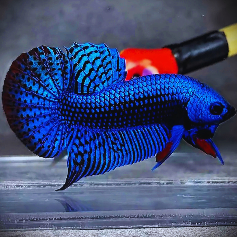 Blue Alien Bettas - pair Dee's Aqualife