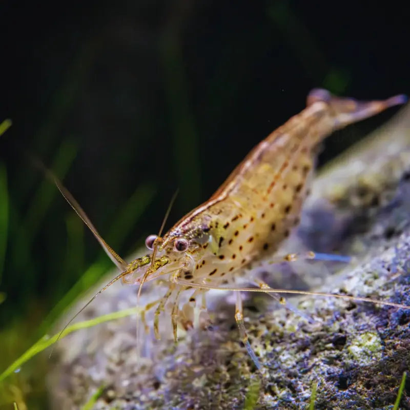 Amano shrimp Dee's Aqualife