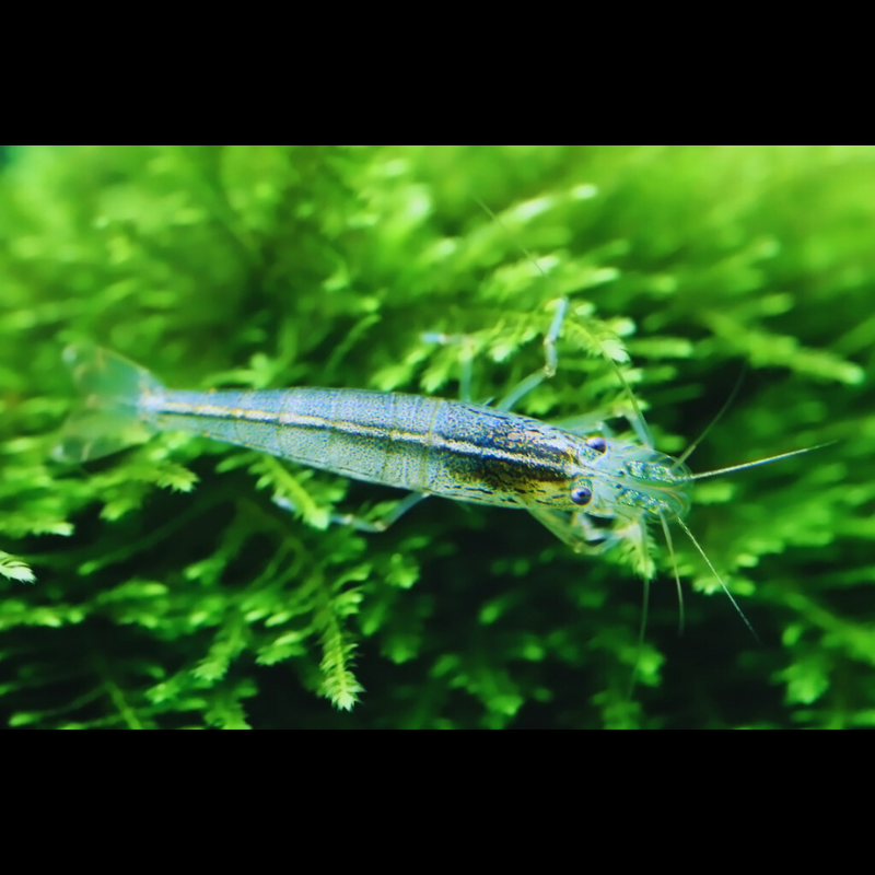 Amano shrimp Dee's Aqualife