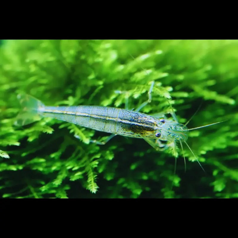 Amano shrimp Dee's Aqualife