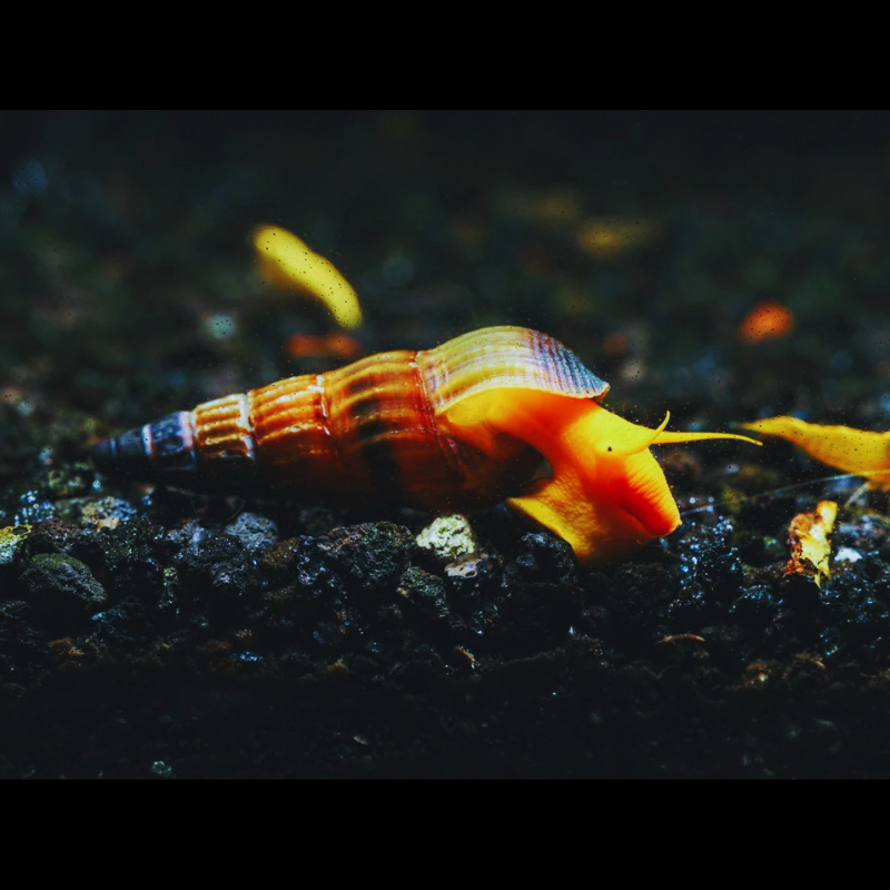 Orange Poso Rabbit Snail WetRootz