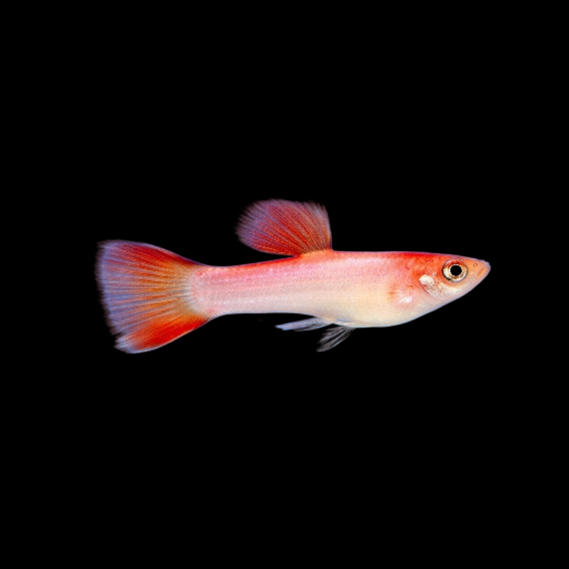 Pink Panther Endler Dee's Aqualife
