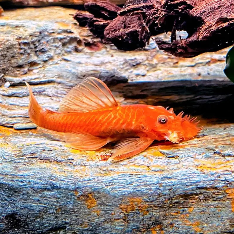 Super Red Bristlenose Pleco Short Fin 1.5-2inch WetRootz