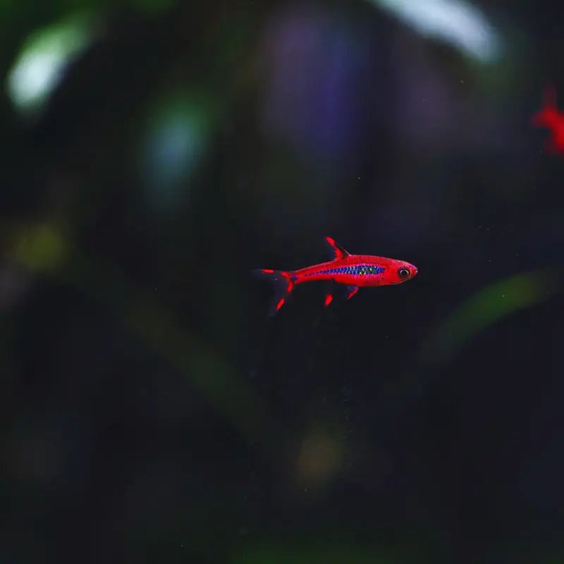 Chili Rasbora "Boraras brigittae" Dee's Aqualife