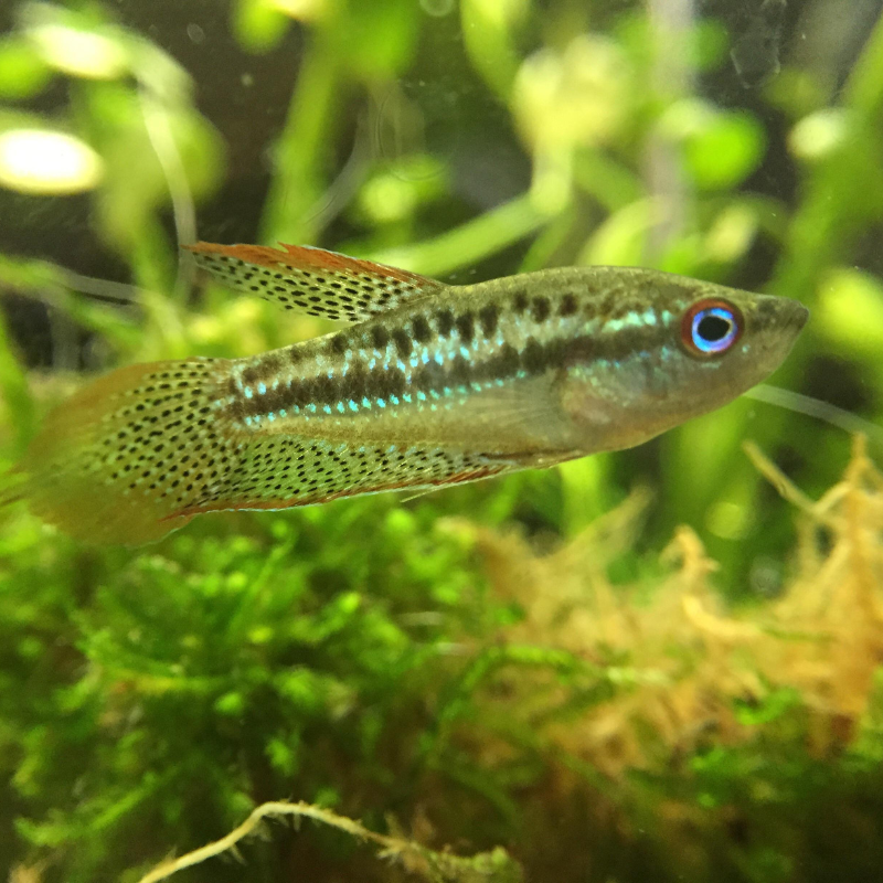 Sparkling Gourami - Pygmy Gourami Dee's Aqualife