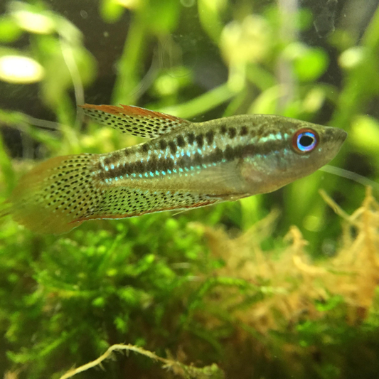 Sparkling Gourami - Pygmy Gourami Dee's Aqualife