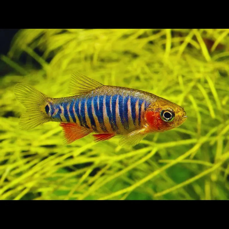 Emerald Dwarf Rasbora - Erythromicron Dee's Aqualife