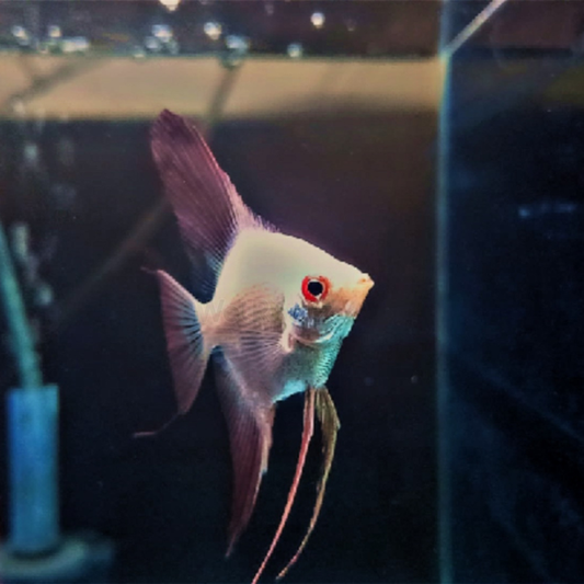 Bulgarian Seal Point Angelfish Dee's Aqualife