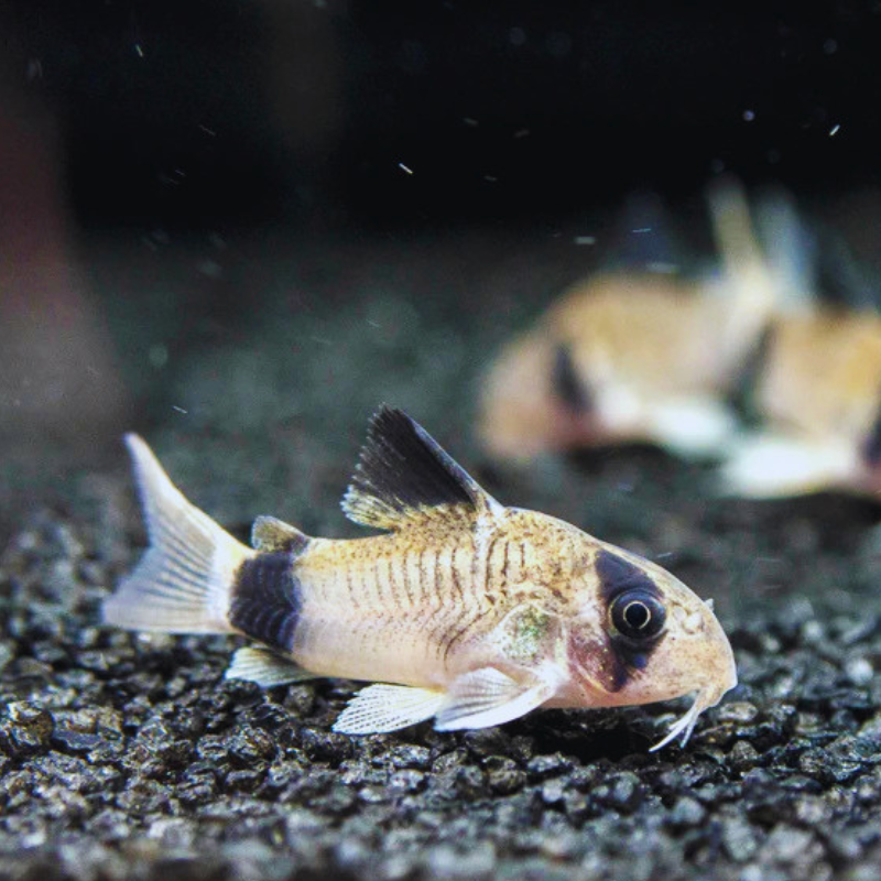 Panda cory Dee's Aqualife
