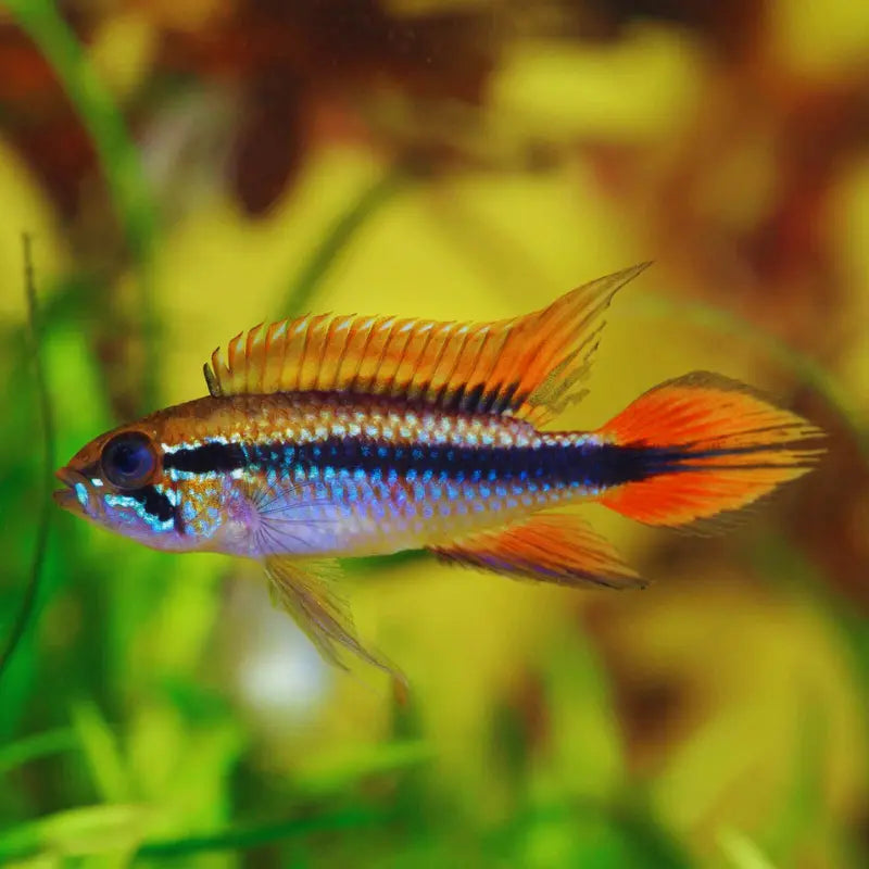 Apistogramma agassizii Double Red ( pair ) WetRootz