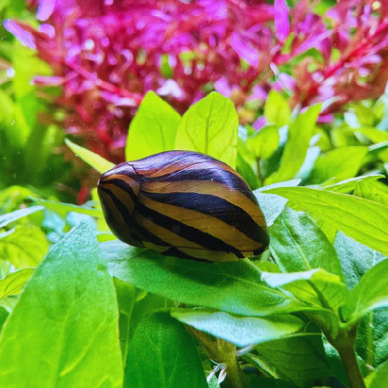 Zebra Nerite Snail Dee's Aqualife