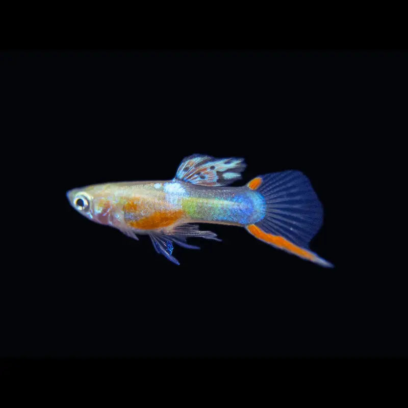 Red Chest Endler