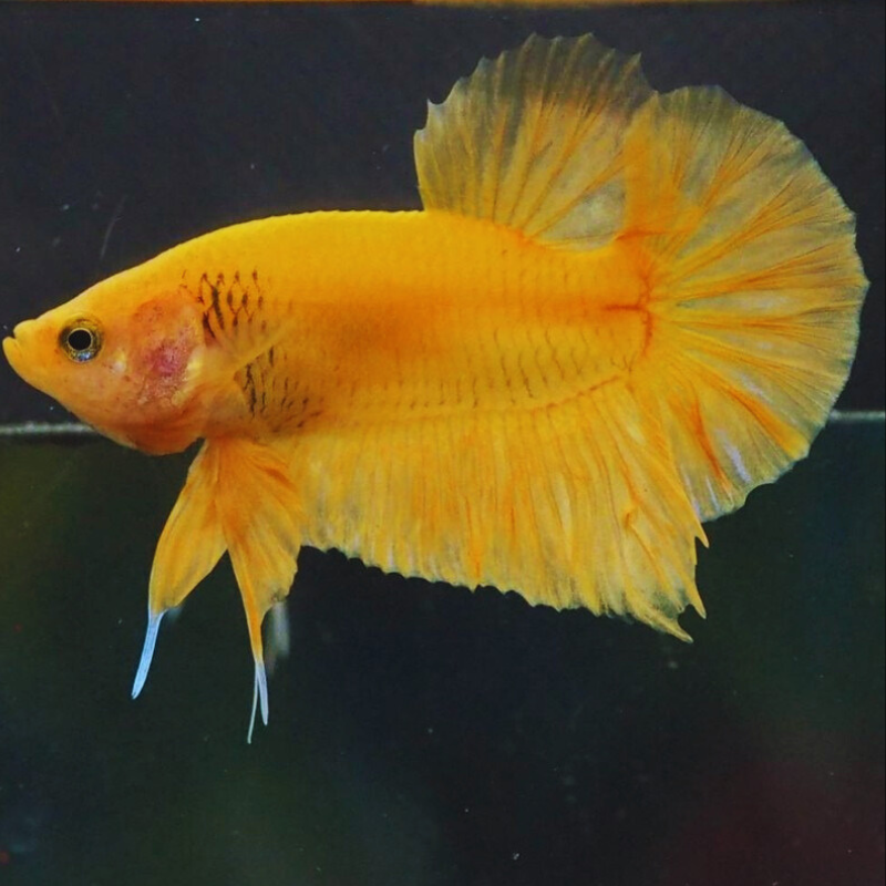 Solid Yellow HMPK - pair