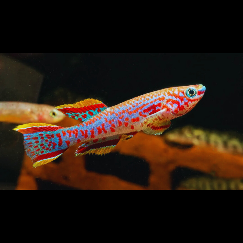 Gardneri killifish