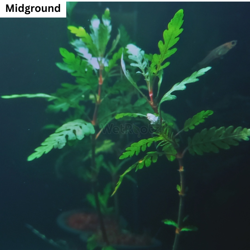 Hygrophila pinnatifida WetRootz