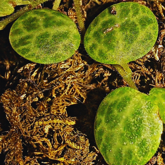 String of Turtles - Peperomia Prostrata WetRootz