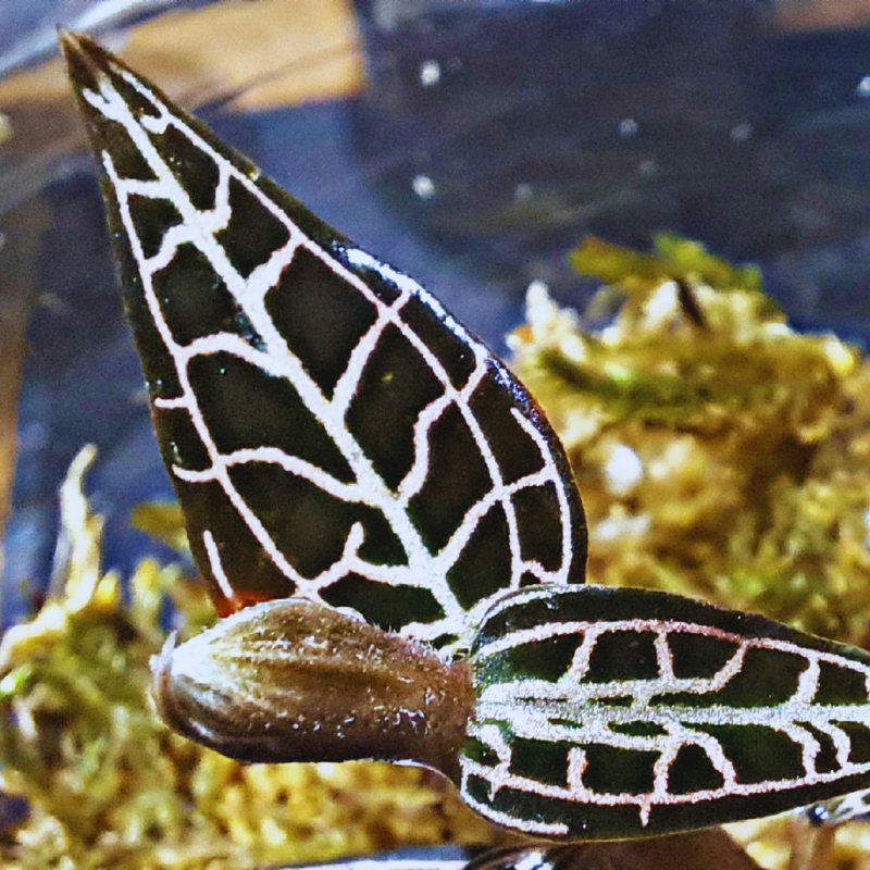 Goodyera hispida - Jewel Orchid WetRootz