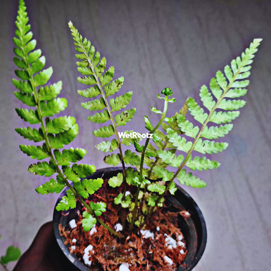 Dryopteris crassirhizoma WetRootz