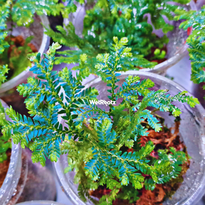 Selaginella Willdenowii - Blue Peacock Fern WetRootz