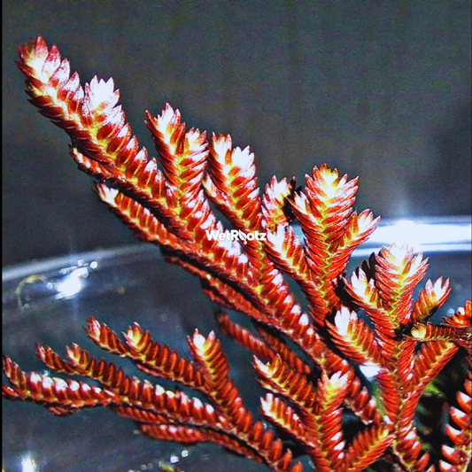 Selaginella erythropus red ruby WetRootz