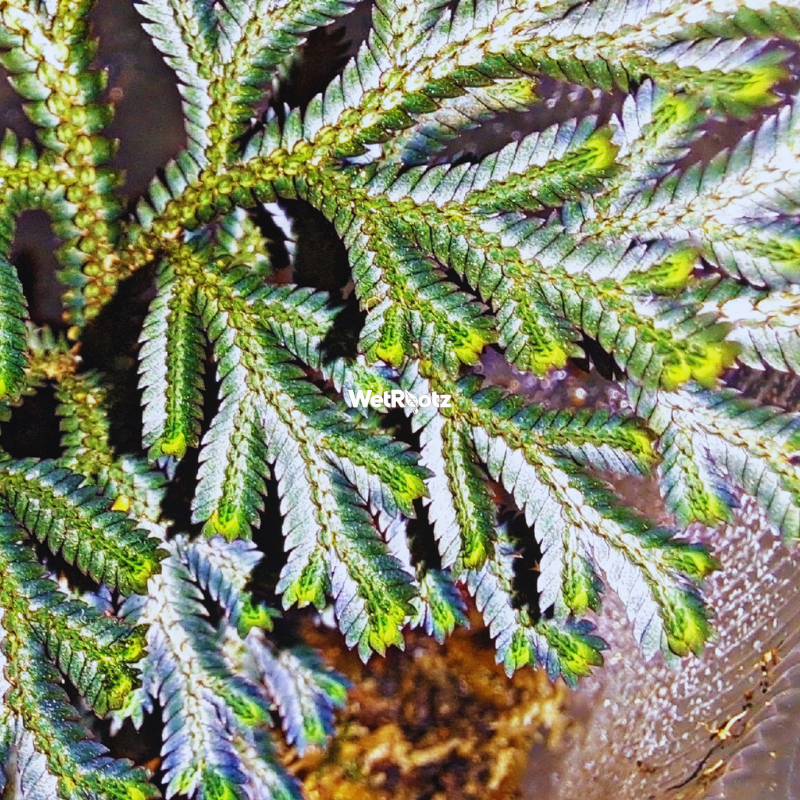 Selaginella erythropus red ruby WetRootz