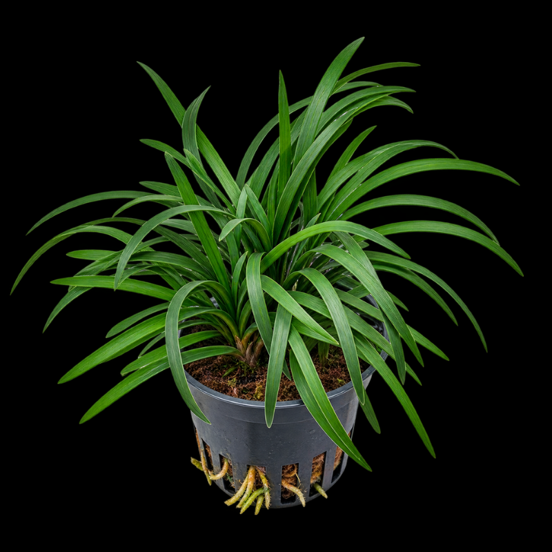 Dwarf Mondo Grass WetRootz