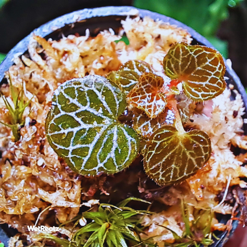 Saxifraga Stolonifera - Micro Strawberry Begonia WetRootz