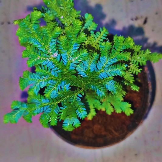 Selaginella Willdenowii - Blue Peacock Fern WetRootz
