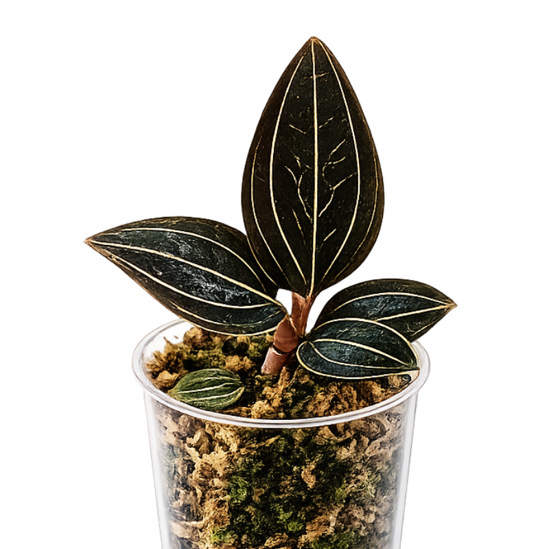 Ludisia discolor spider- Jewel Orchid WetRootz