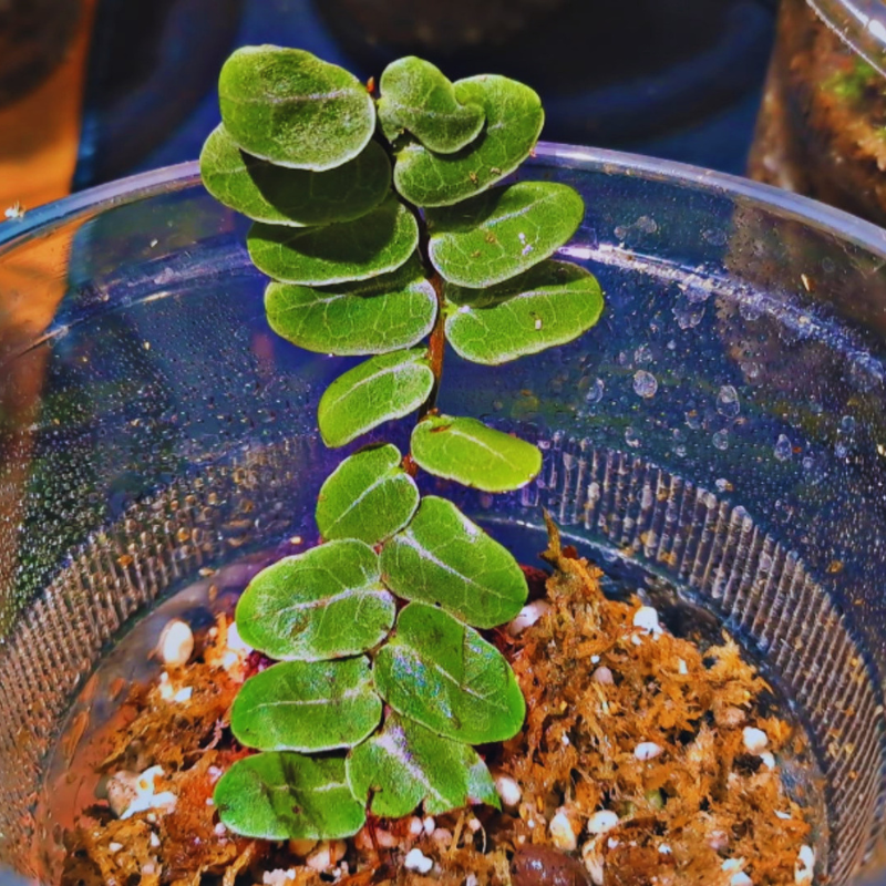 Marcgravia umbellata WetRootz